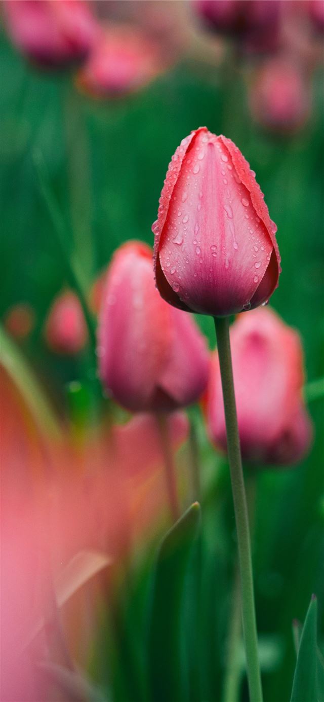 1125x2436 focused photo of a pink rose - spring iPhone 11 Wallpaper