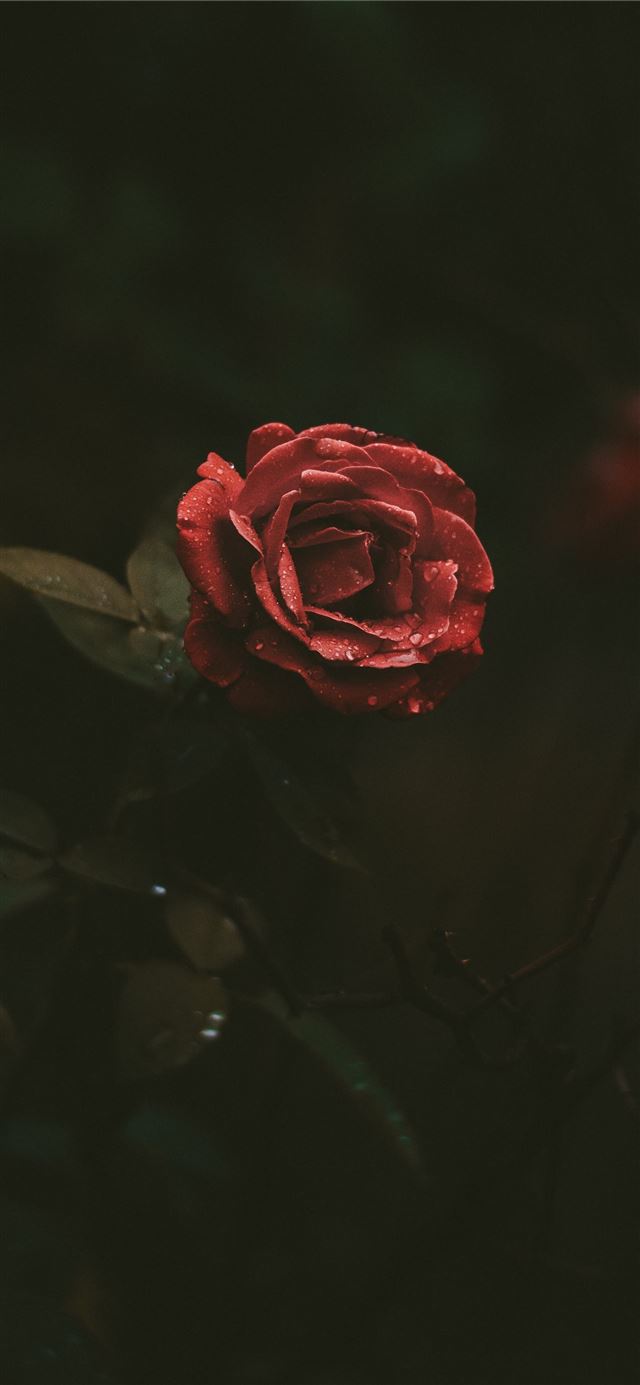 1125x2436 selective focus photography of red rose blooming - dark (black) iPhone 11 Wallpaper