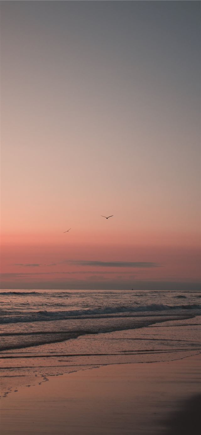 1125x2436 bird flying over the sea during sunset - sunset iPhone 11 Wallpaper