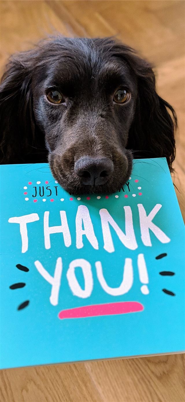 1125x2436 dog biting Thank You mail paper - cute iPhone 11 Wallpaper