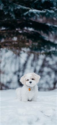 white dog standing on snow field beside tree iPhone 11 wallpaper