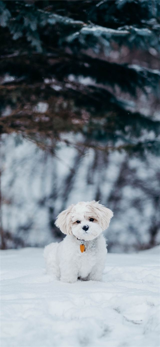 1125x2436 white dog standing on snow field beside tree - cute iPhone 11 Wallpaper