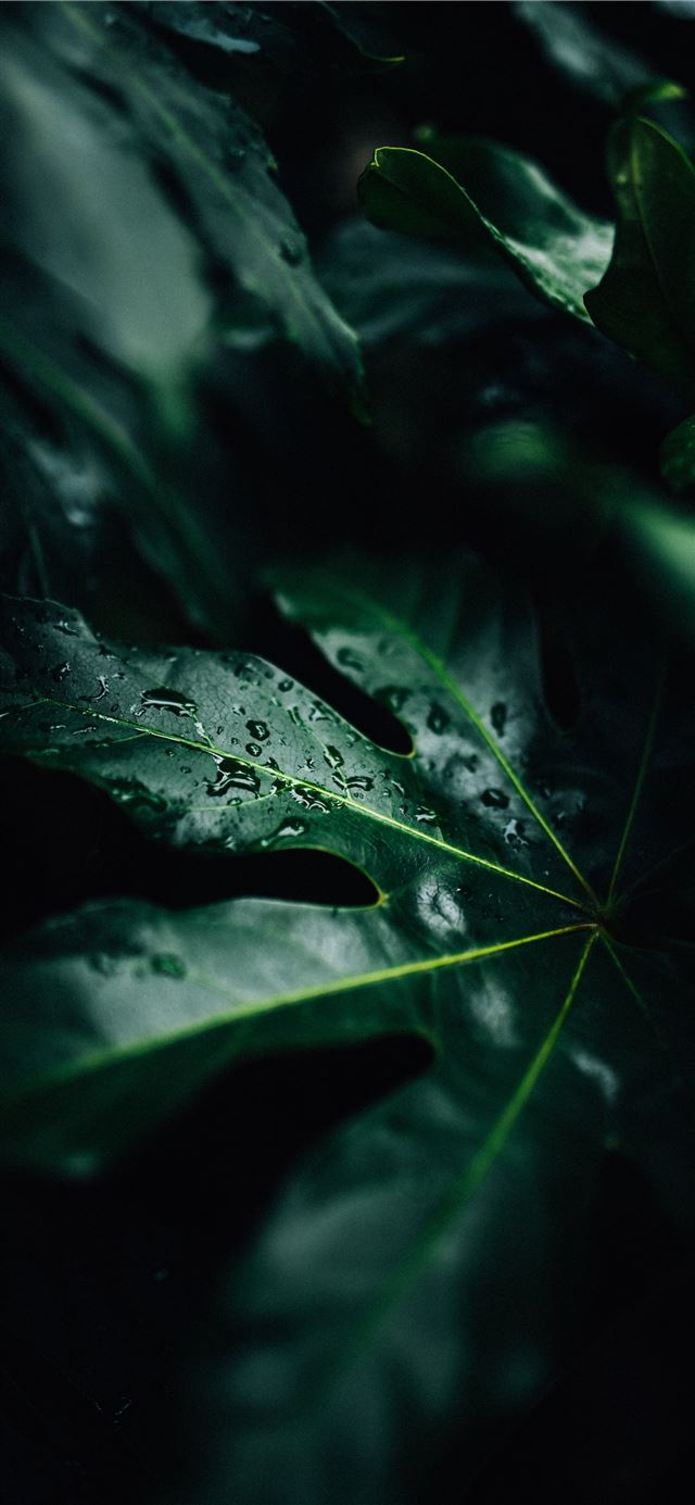 1125x2436 low light photo of water drops on leaf - leaf iPhone 11 Wallpaper