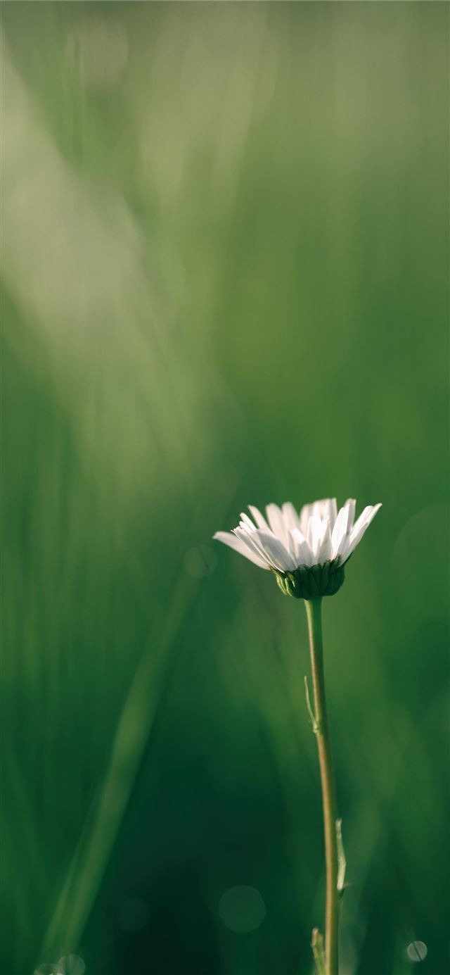 1125x2436 shallow focus photography of white flower - green iPhone 11 Wallpaper
