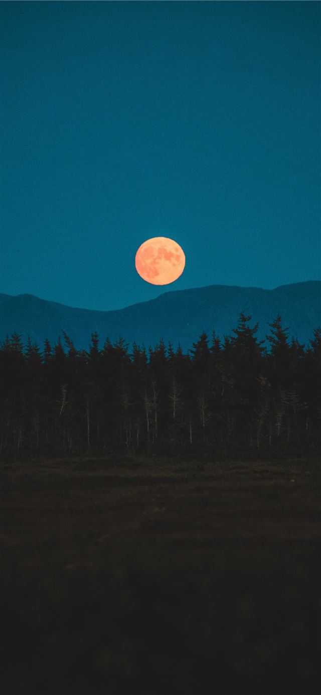 1125x2436 silhouette of trees during night time - space iPhone 11 Wallpaper