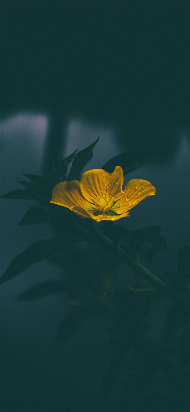 1125x2436 closeup of yellow petaled flower with dew drops - yellow iPhone 11 Wallpaper