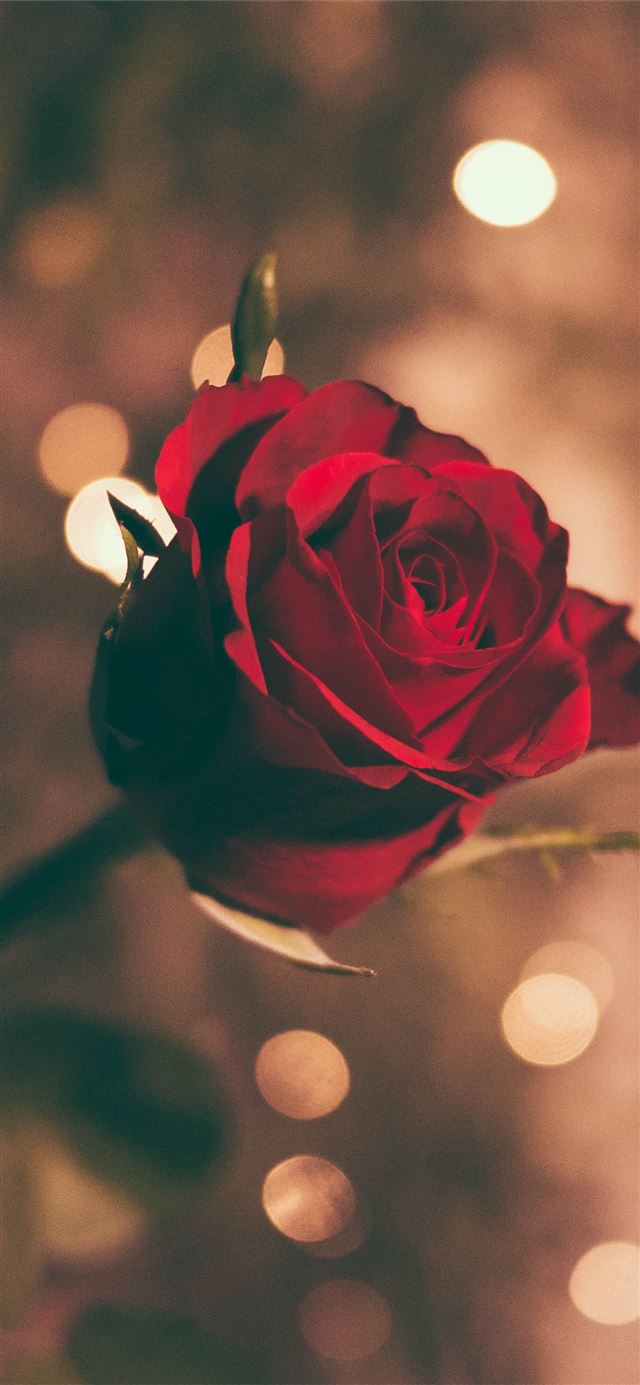 1125x2436 focused photo of a red rose - red iPhone 11 Wallpaper