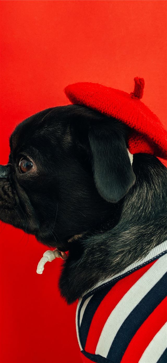 1125x2436 black fawn pug wearing white and red striped shirt - dog iPhone 11 Wallpaper