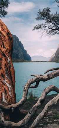 driftwood near body of water during daytime wallpaper
