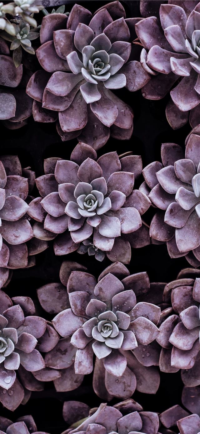 1125x2436 purple succulent plants - pattern iPhone 11 Wallpaper