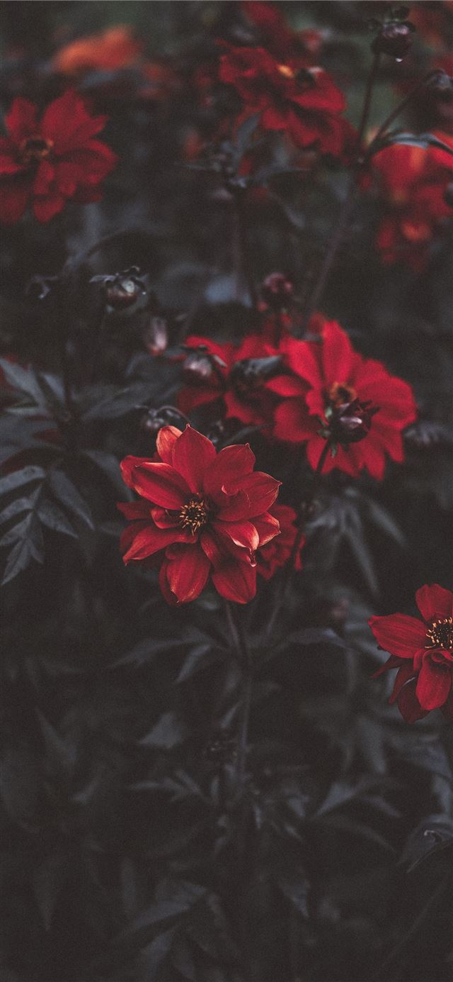 1125x2436 macro shot photography of red rose - flower iPhone 11 Wallpaper