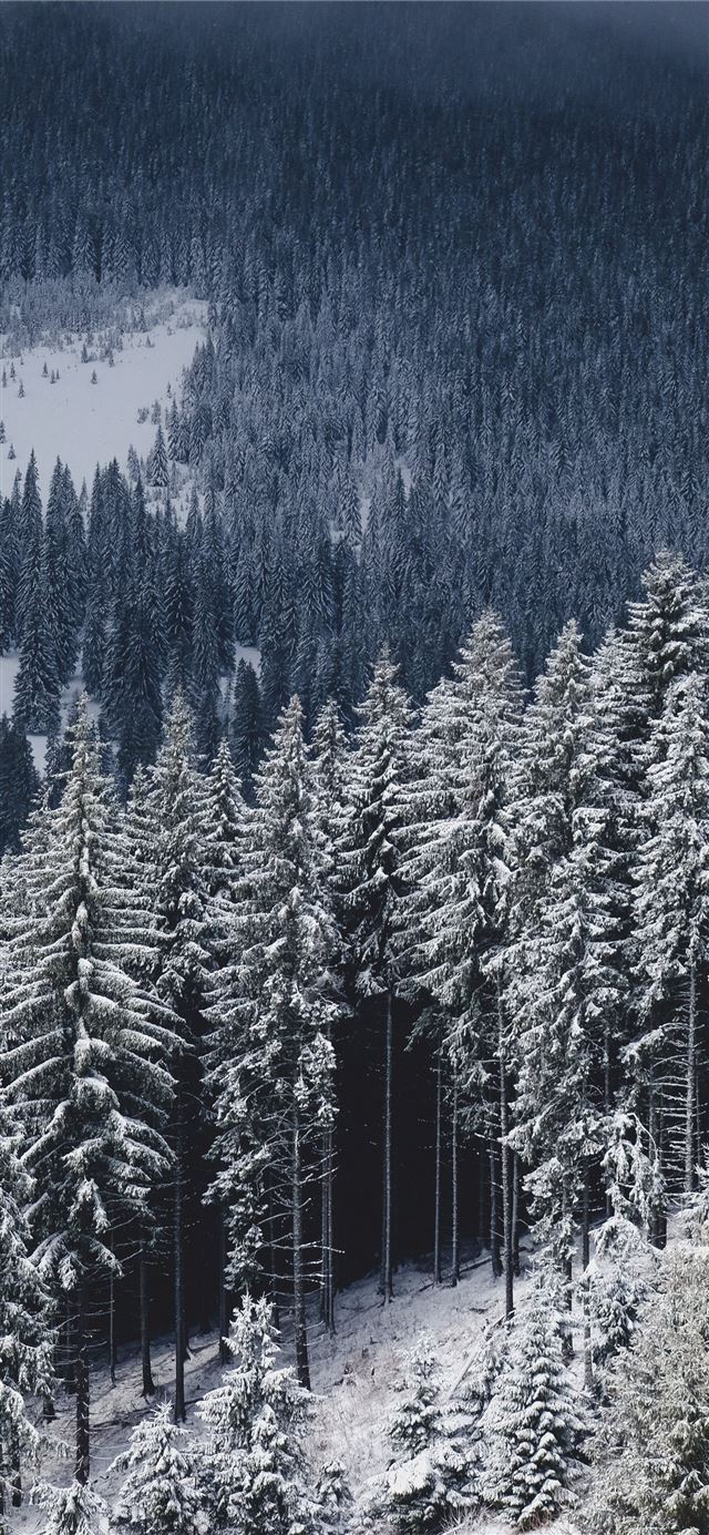 1125x2436 aerial photography of pine trees covered with snow - winter iPhone 11 Wallpaper
