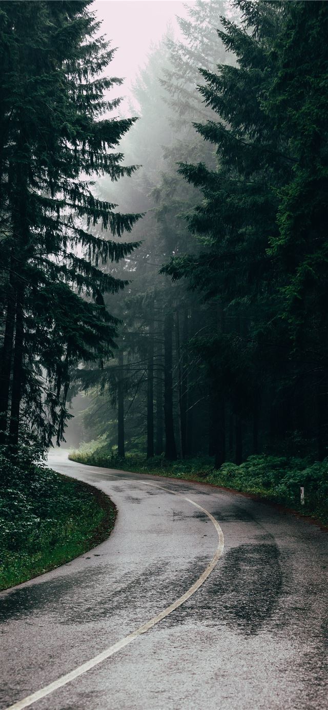 1125x2436 green leafed trees during daytime - serbia iPhone 11 Wallpaper