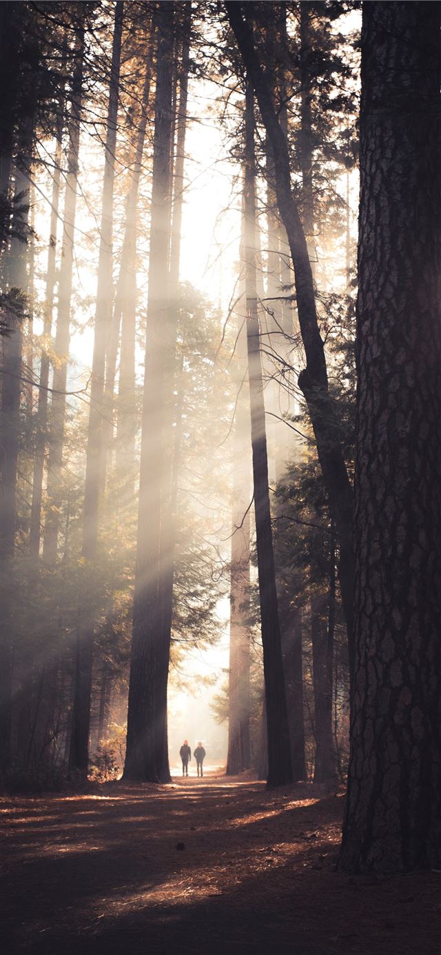 1125x2436 two person walking in the middle of tall trees - yosemite valley iPhone 11 Wallpaper