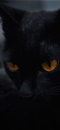 black cat wallpaper