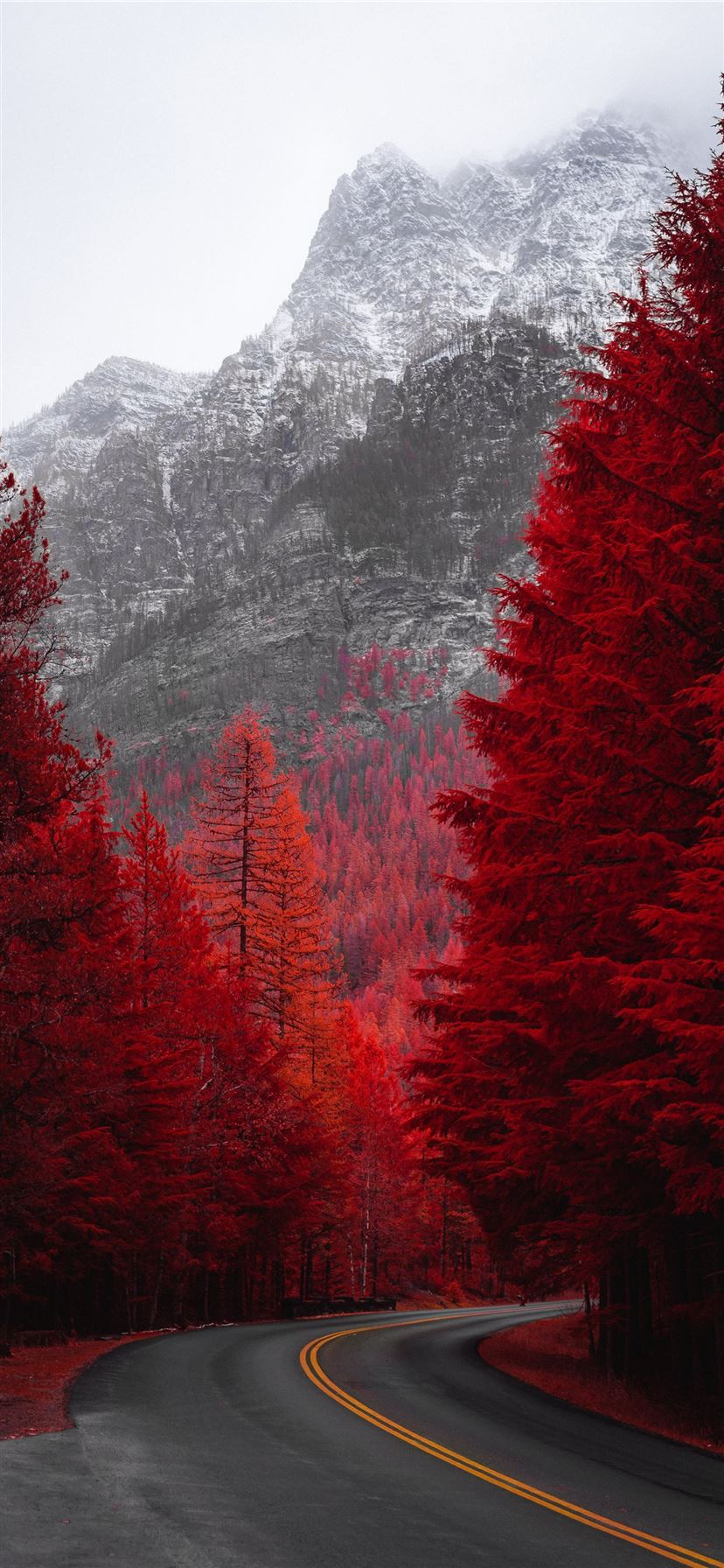 road beside red trees iPhone 11 wallpaper 