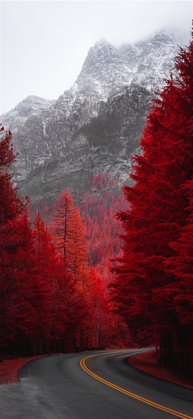 1125x2436 road beside red trees - tree iPhone 11 Wallpaper