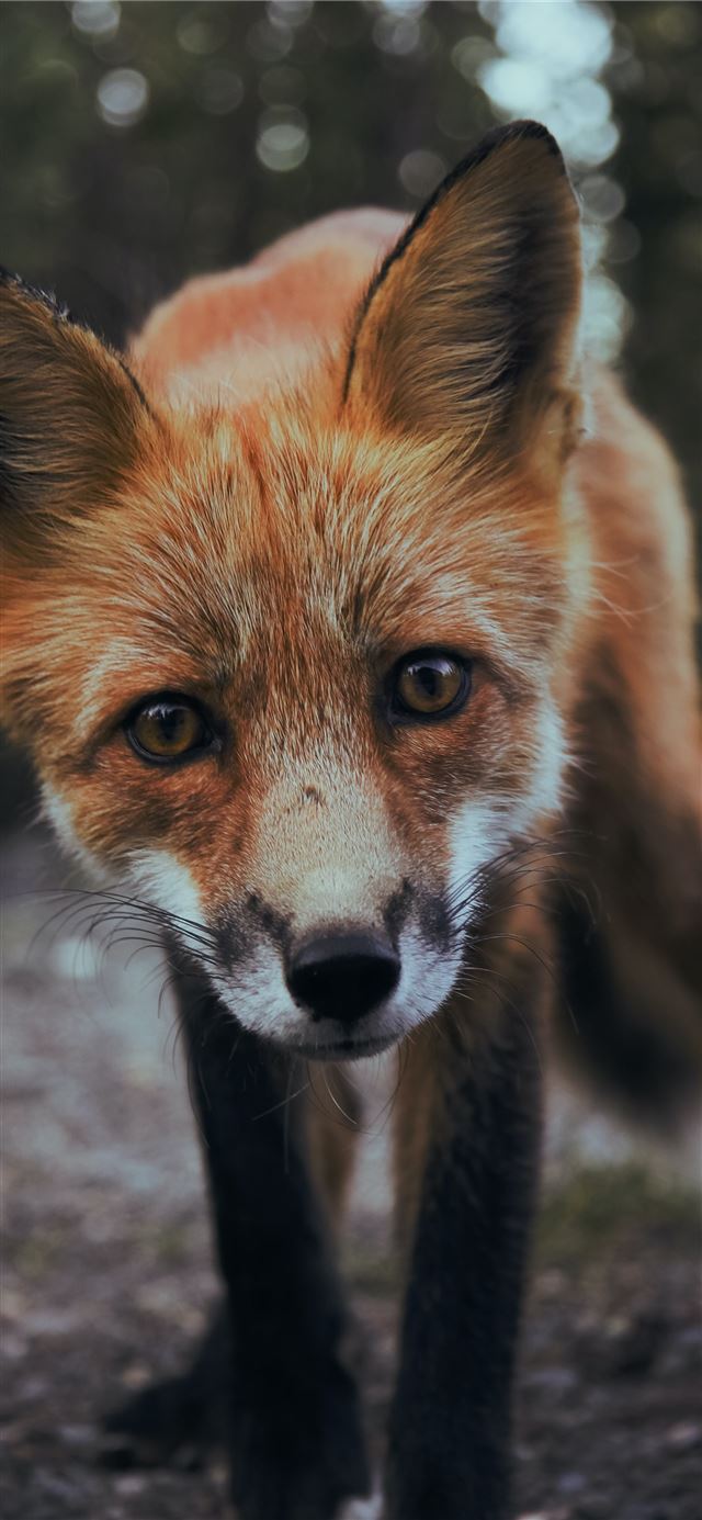 1125x2436 selective focus photography of orange fox -  iPhone 11 Wallpaper