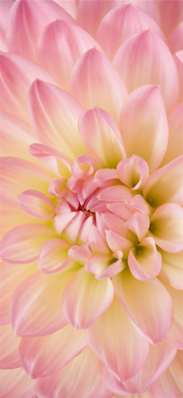 1125x2436 pink dahlia in bloom -  iPhone 11 Wallpaper