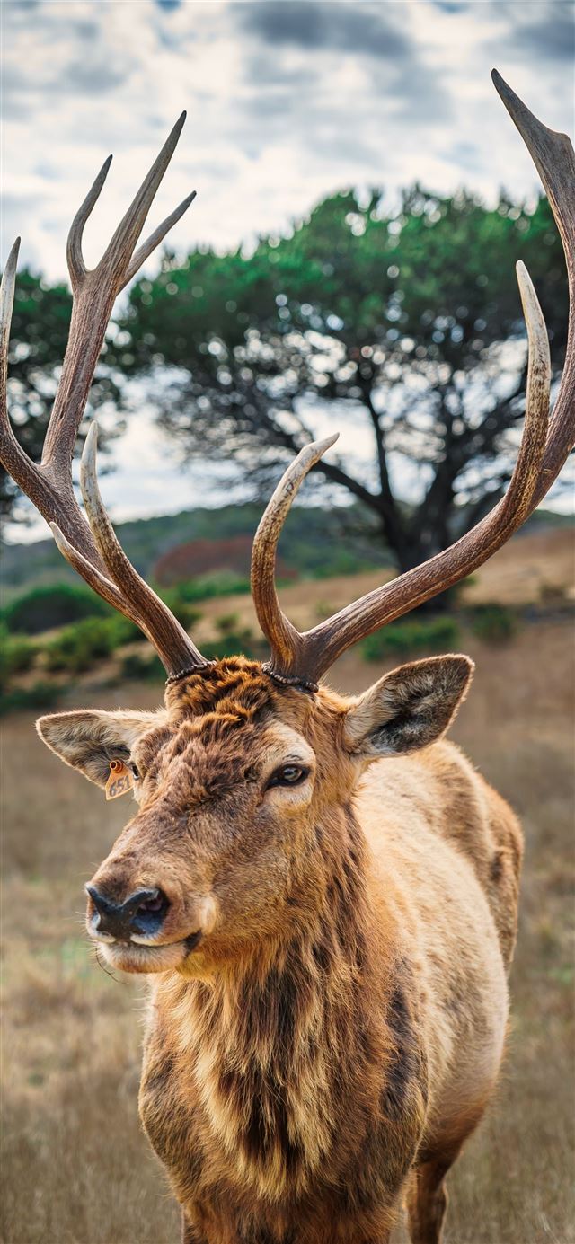 1125x2436 deer on brown grass field under gray cloudy sky - animals iPhone 11 Wallpaper
