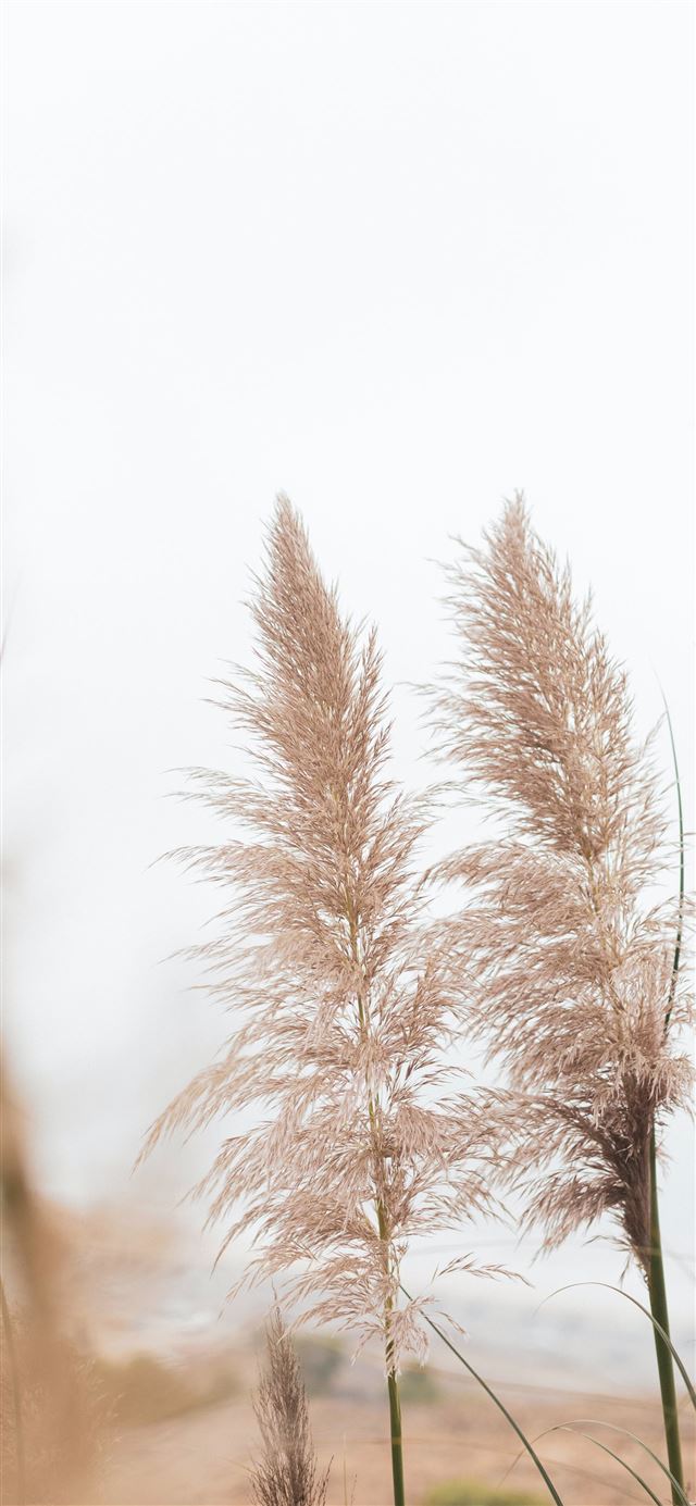 1125x2436 photo of gray flower - california iPhone 11 Wallpaper