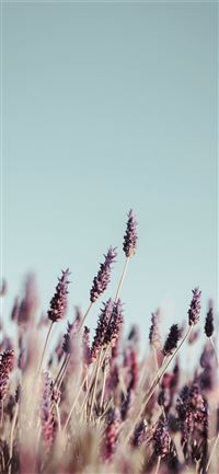 purple petaled flower field at daytime iPhone 11 wallpaper