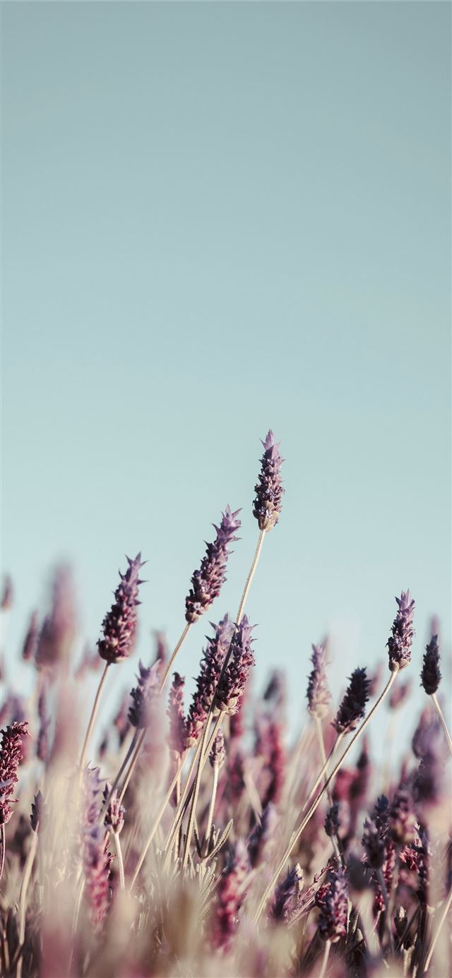 1125x2436 purple petaled flower field at daytime - grass iPhone 11 Wallpaper