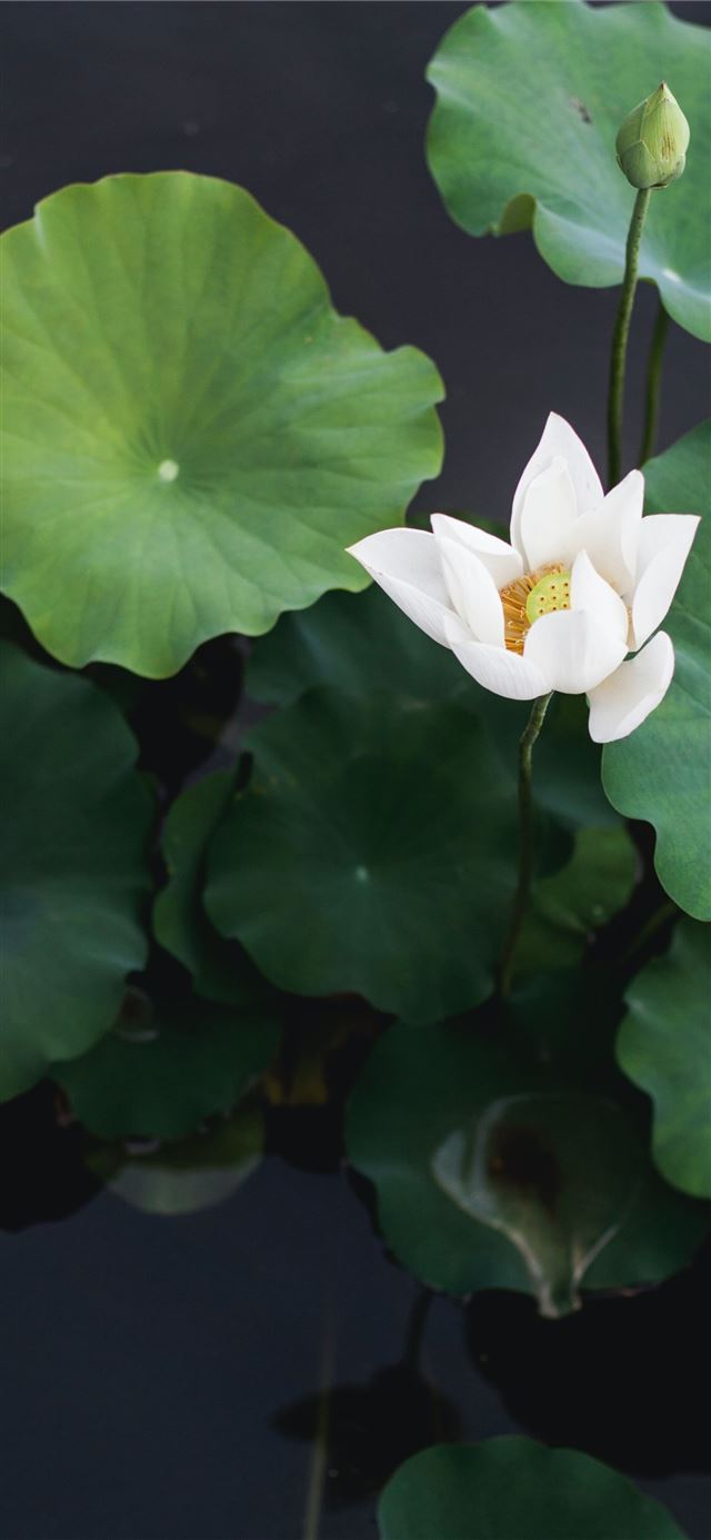 1125x2436 white lotus flower - pure iPhone 11 Wallpaper