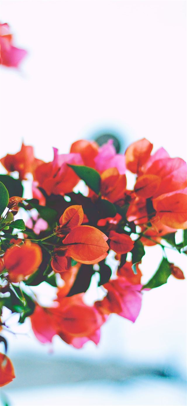 1125x2436 closeup photography of orange bougainvillea flower... - lovely iPhone 11 Wallpaper