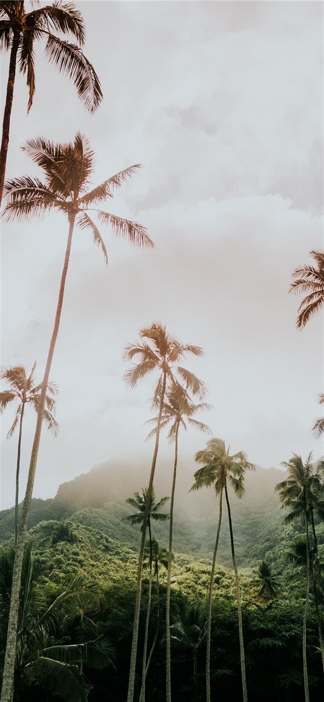 1125x2436 coconut trees during day - palm tree iPhone 11 Wallpaper