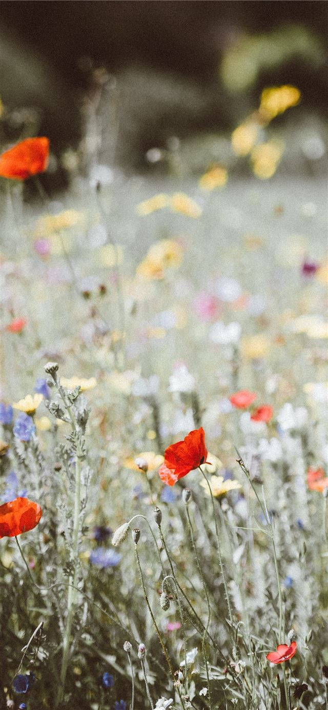 1125x2436 selective focus photography of red petaled flower - blur iPhone 11 Wallpaper