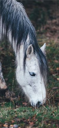 white horse grazing on grass in selective focus ph... wallpaper