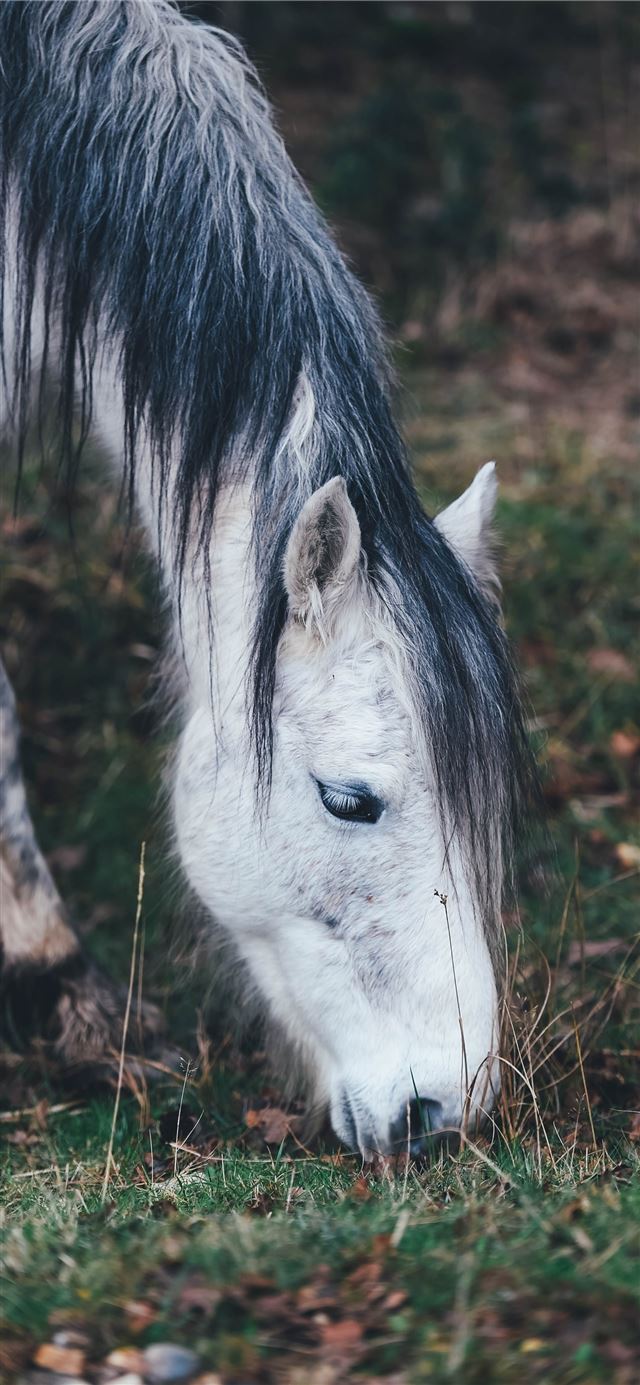 1125x2436 white horse grazing on grass in selective focus ph... - dog iPhone 11 Wallpaper