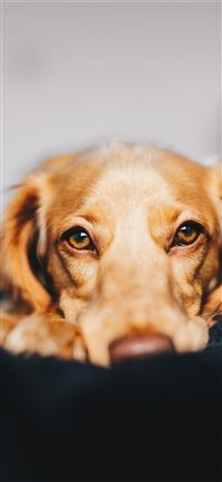 selective focus photography of dog lying on ground iPhone 11 wallpaper