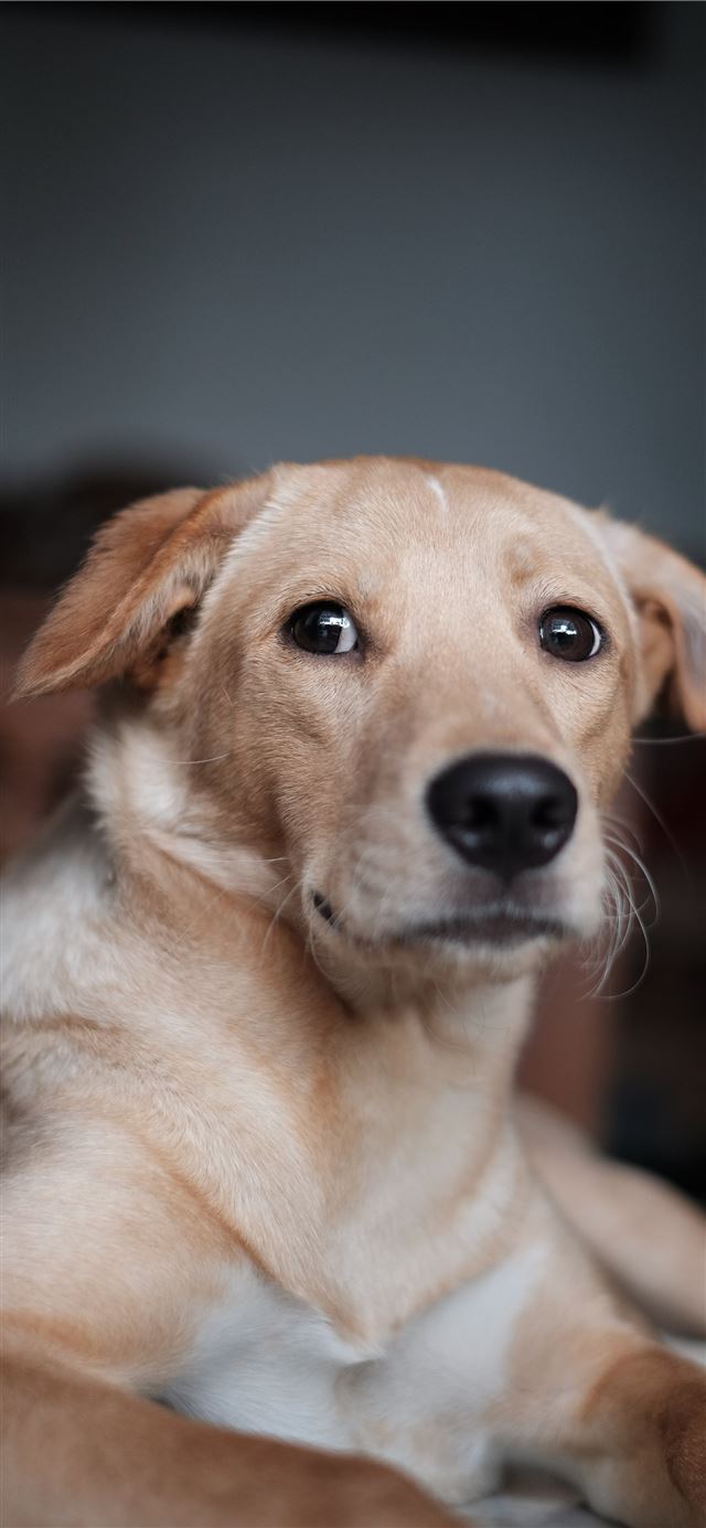 1125x2436 short coated brown dog - dog iPhone 11 Wallpaper