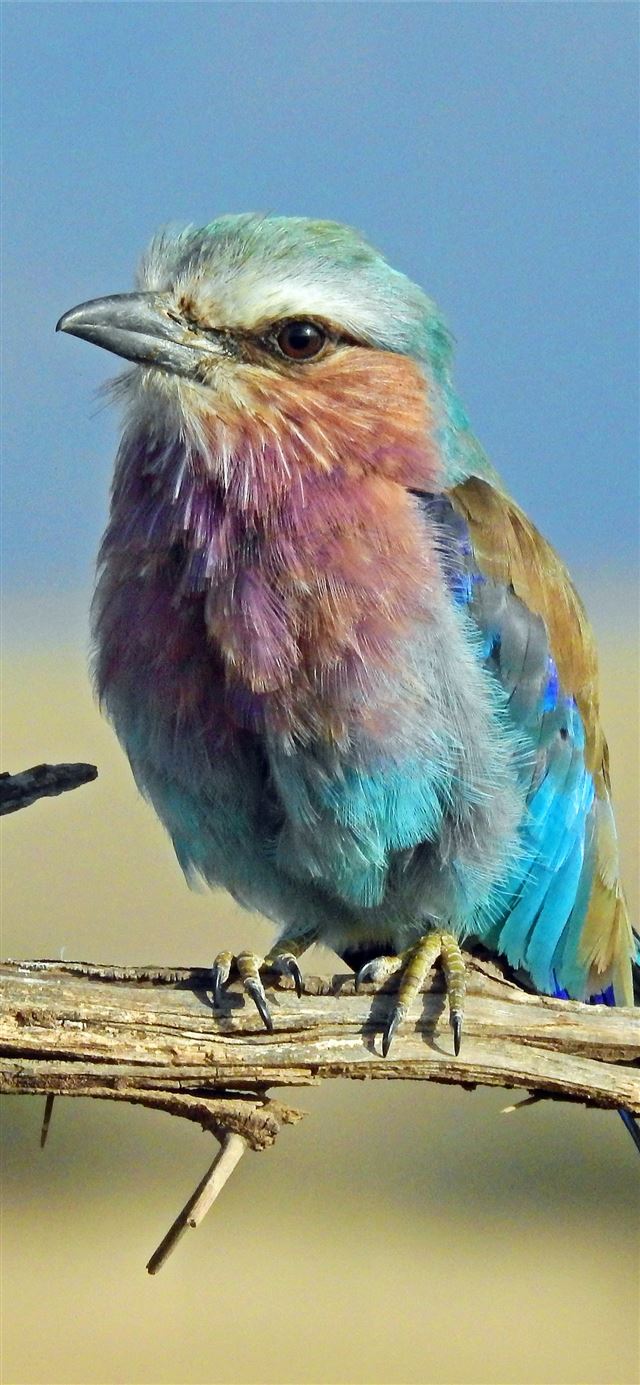 1125x2436 shallow focus photography of multi colored bird - macro iPhone 11 Wallpaper