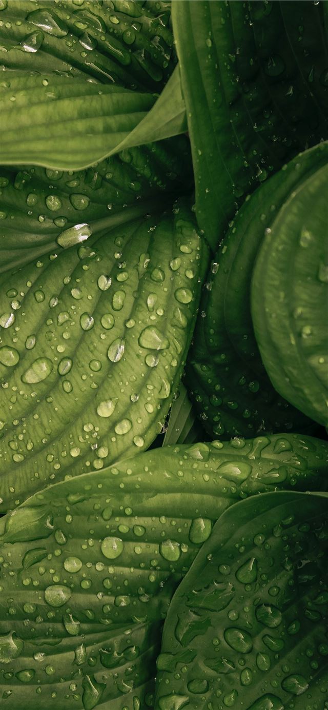1125x2436 water drop on green plant - green iPhone 11 Wallpaper