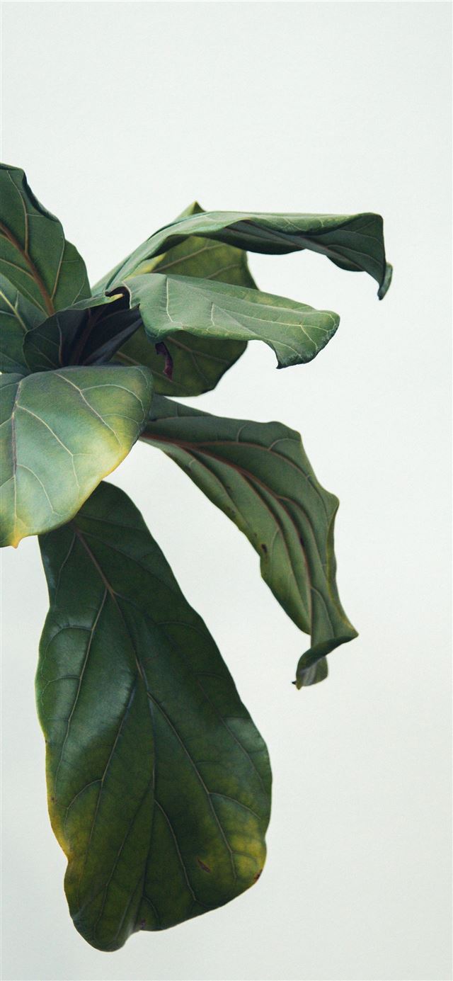1125x2436 green leafed plant during daytime - green iPhone 11 Wallpaper