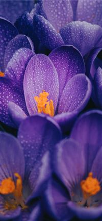 purple crocus flower in bloom close up photo iPhone 11 wallpaper