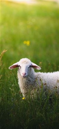 sheep on grass field iPhone 11 wallpaper