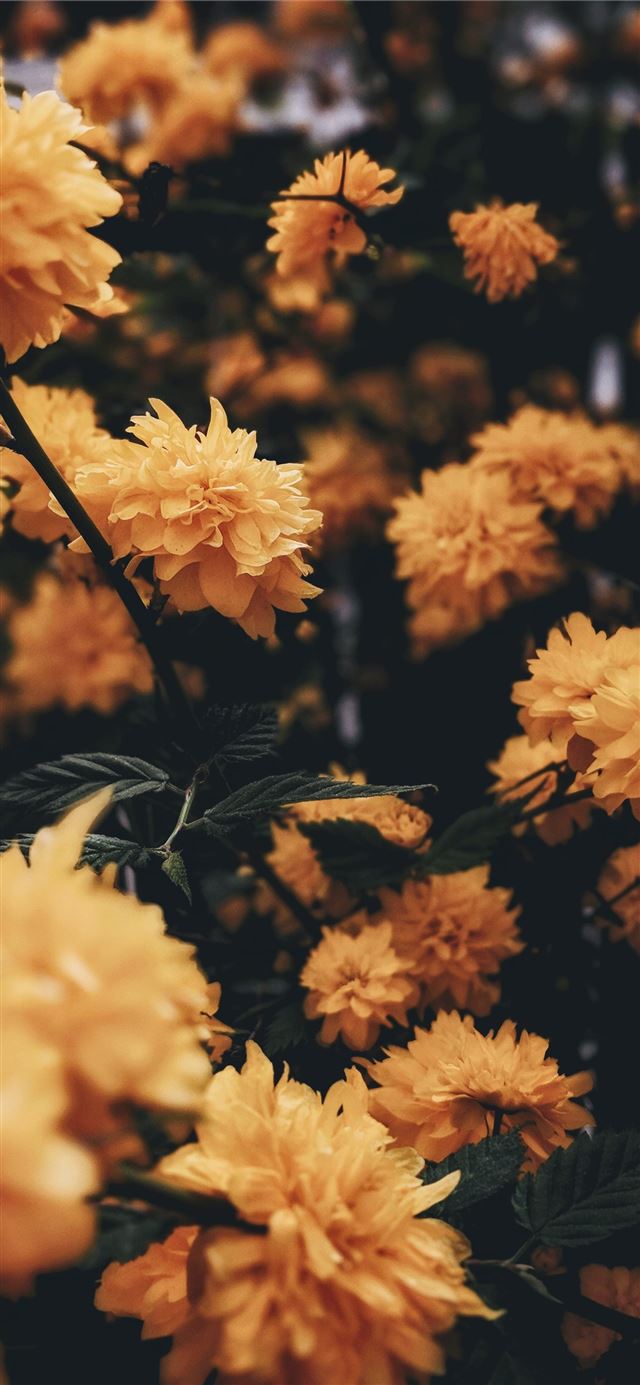 1125x2436 yellow flower with green leaf -  iPhone 11 Wallpaper