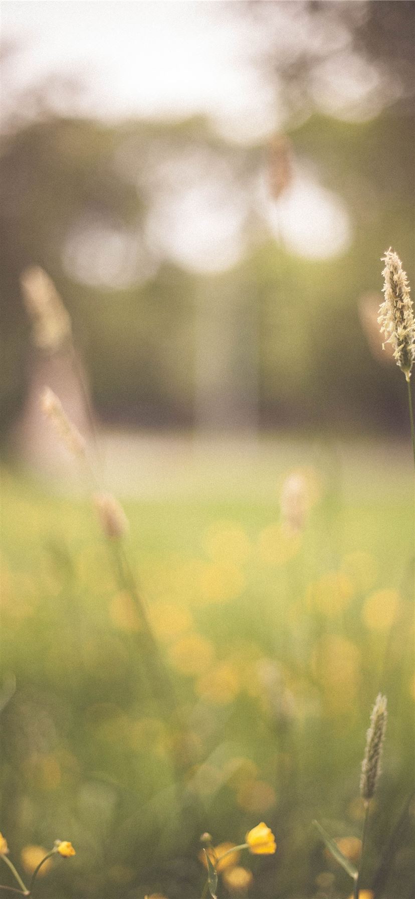 wheat in shallow focus photography iPhone 11 wallpaper 