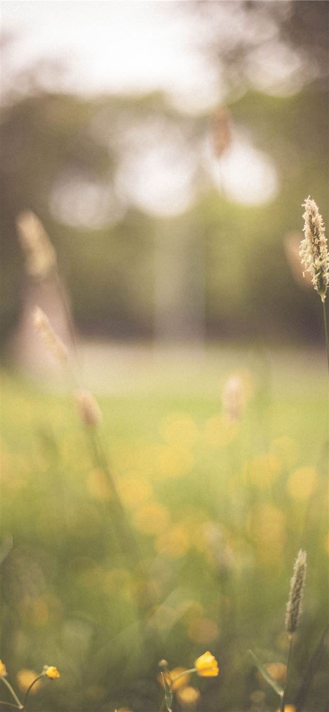 1125x2436 wheat in shallow focus photography - flower iPhone 11 Wallpaper