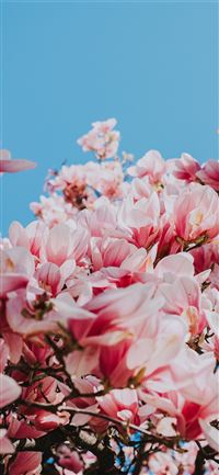 pink flowers under blue sky during daytime wallpaper