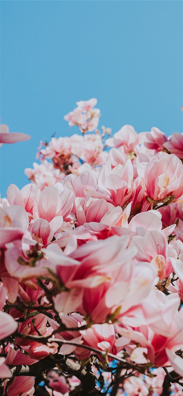 1125x2436 pink flowers under blue sky during daytime - spring iPhone 11 Wallpaper