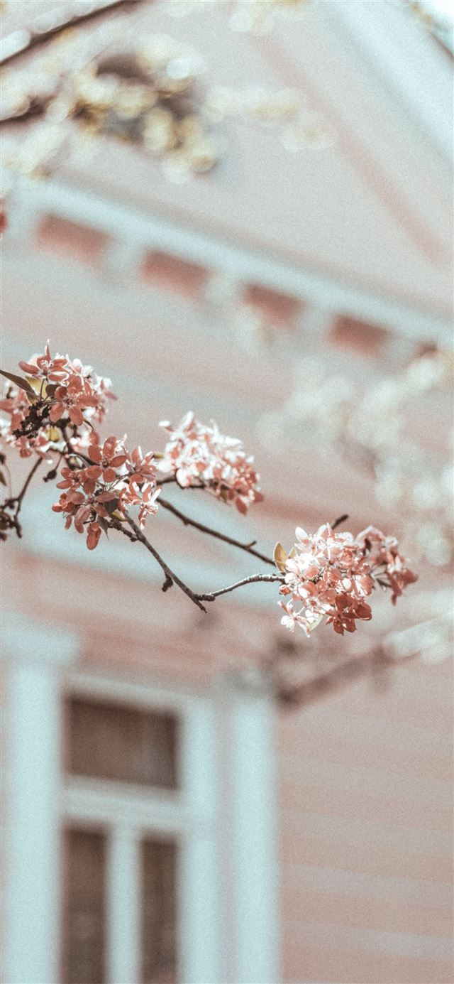 1125x2436 pink flowers in shallow focus shot -  iPhone 11 Wallpaper