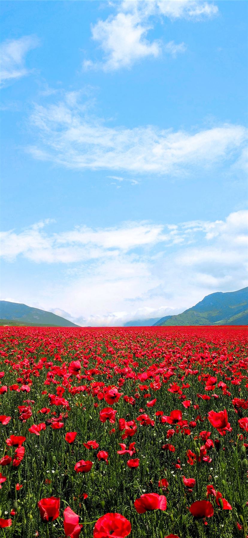 red flower field iPhone 11 wallpaper 