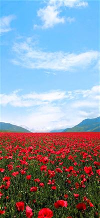 red flower field iPhone 11 wallpaper