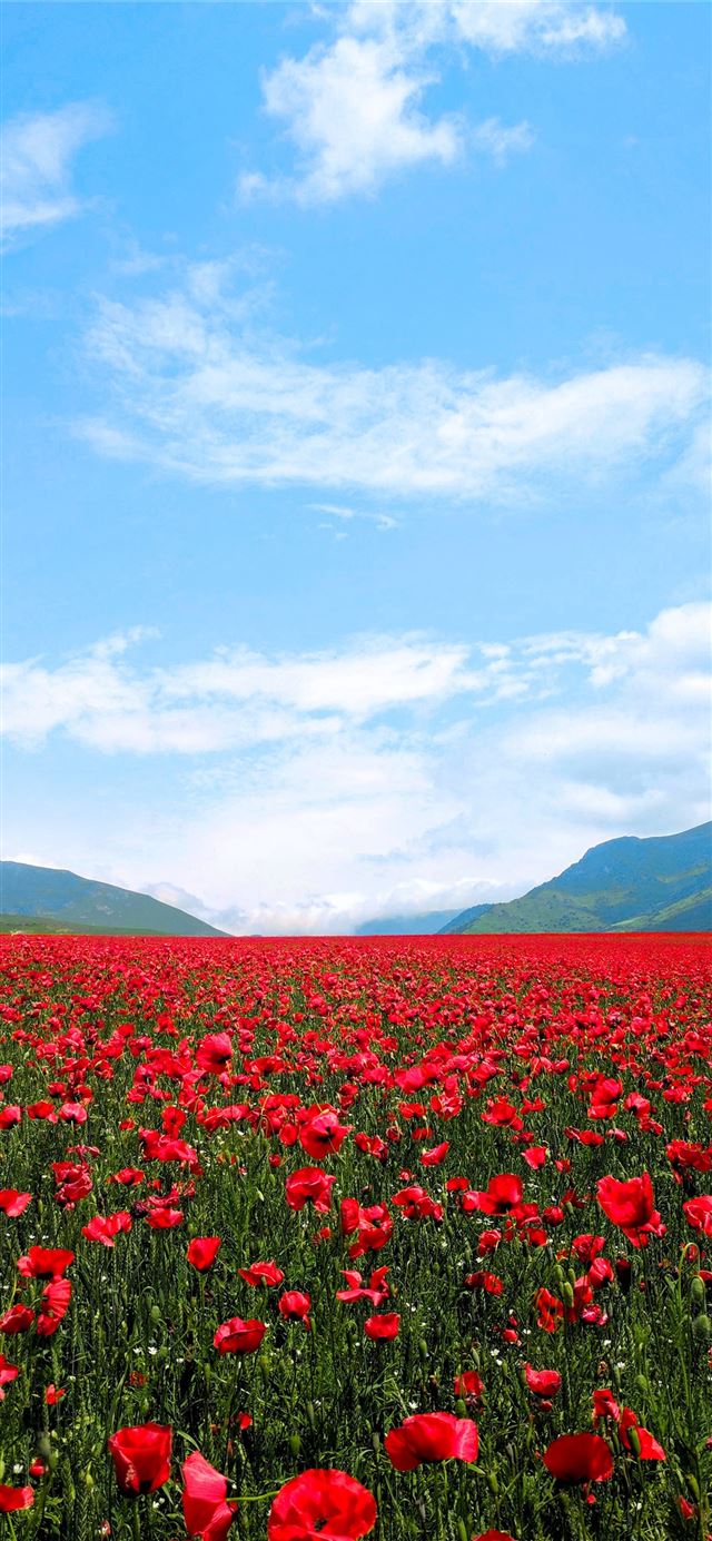 1125x2436 red flower field -  iPhone 11 Wallpaper