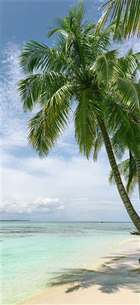 palm tree near seashore iPhone 11 wallpaper